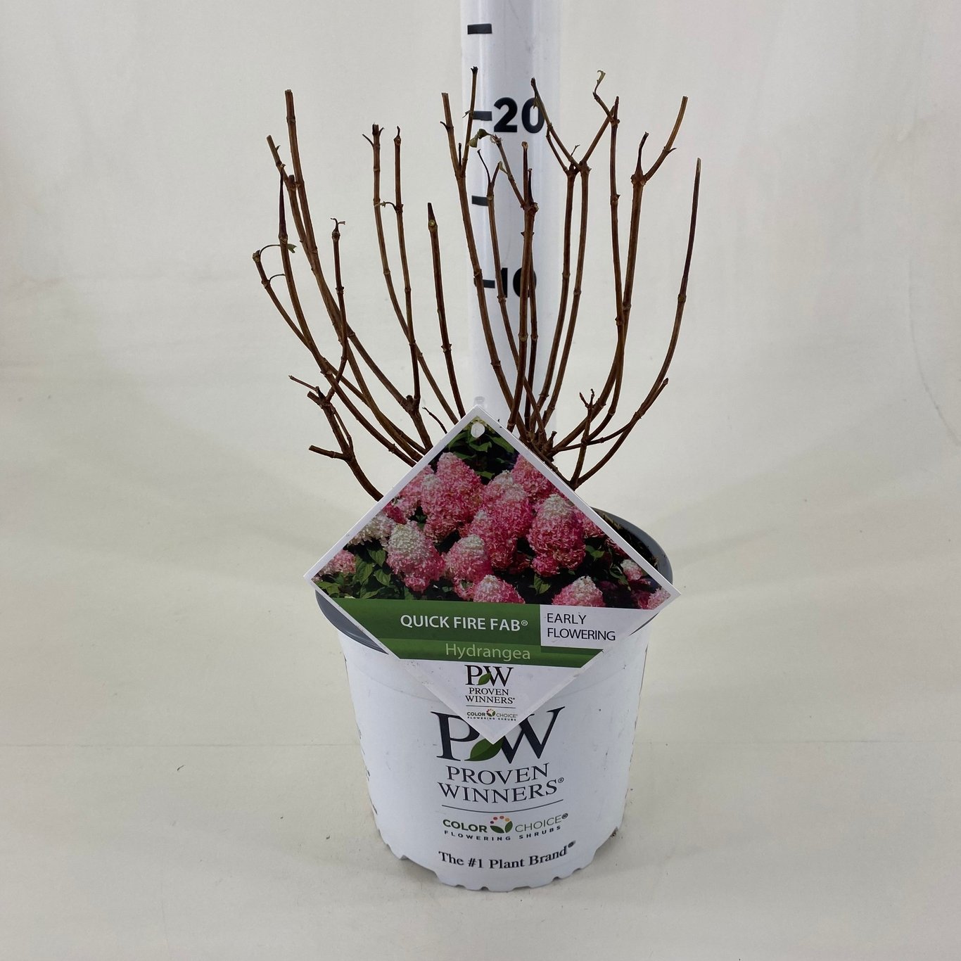 Hydrangea pan. 'Quick Fire Fab' - C3 20-30 CM